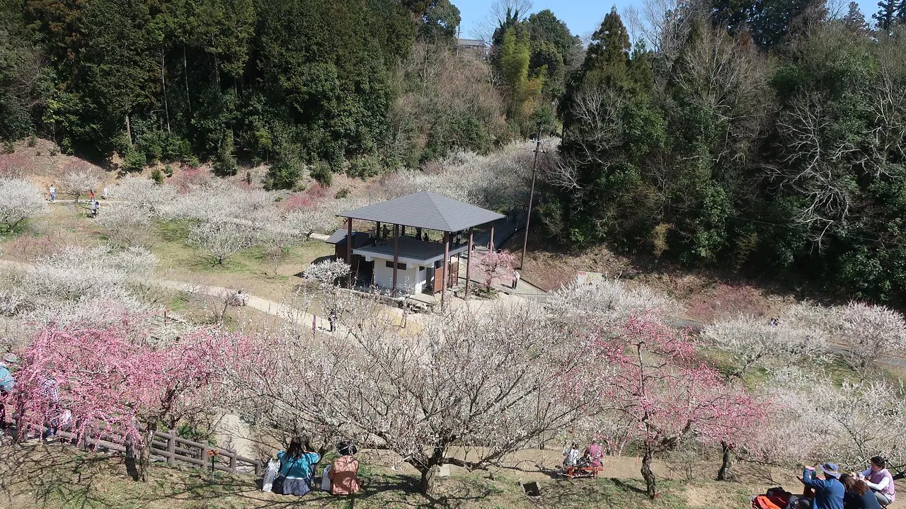 風景優美的地方月瀨梅林| スポット一覧| 【公式】奈良市観光