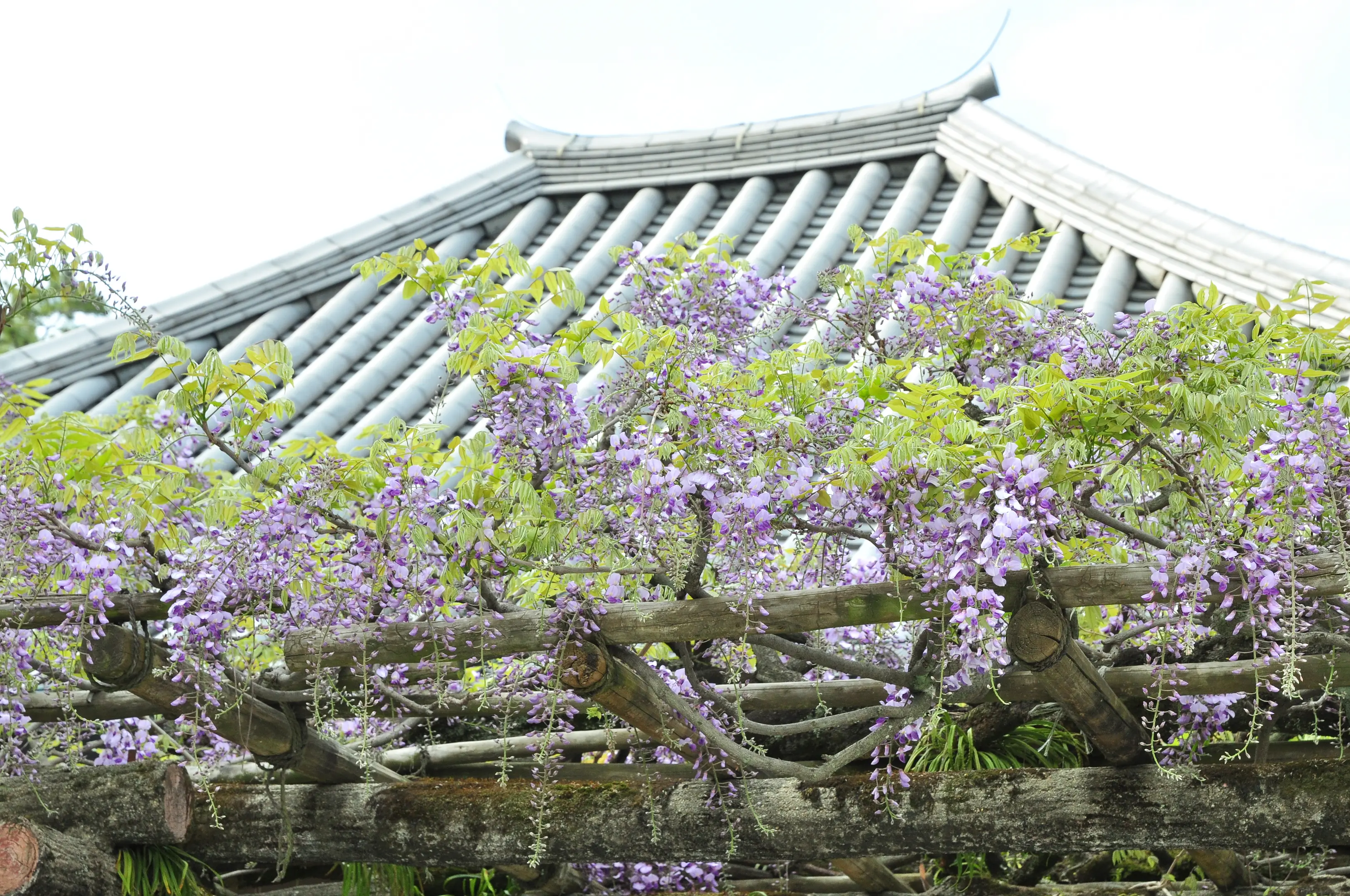 藤」 の見どころをめぐる | モデルコース一覧 | 【公式】奈良市観光