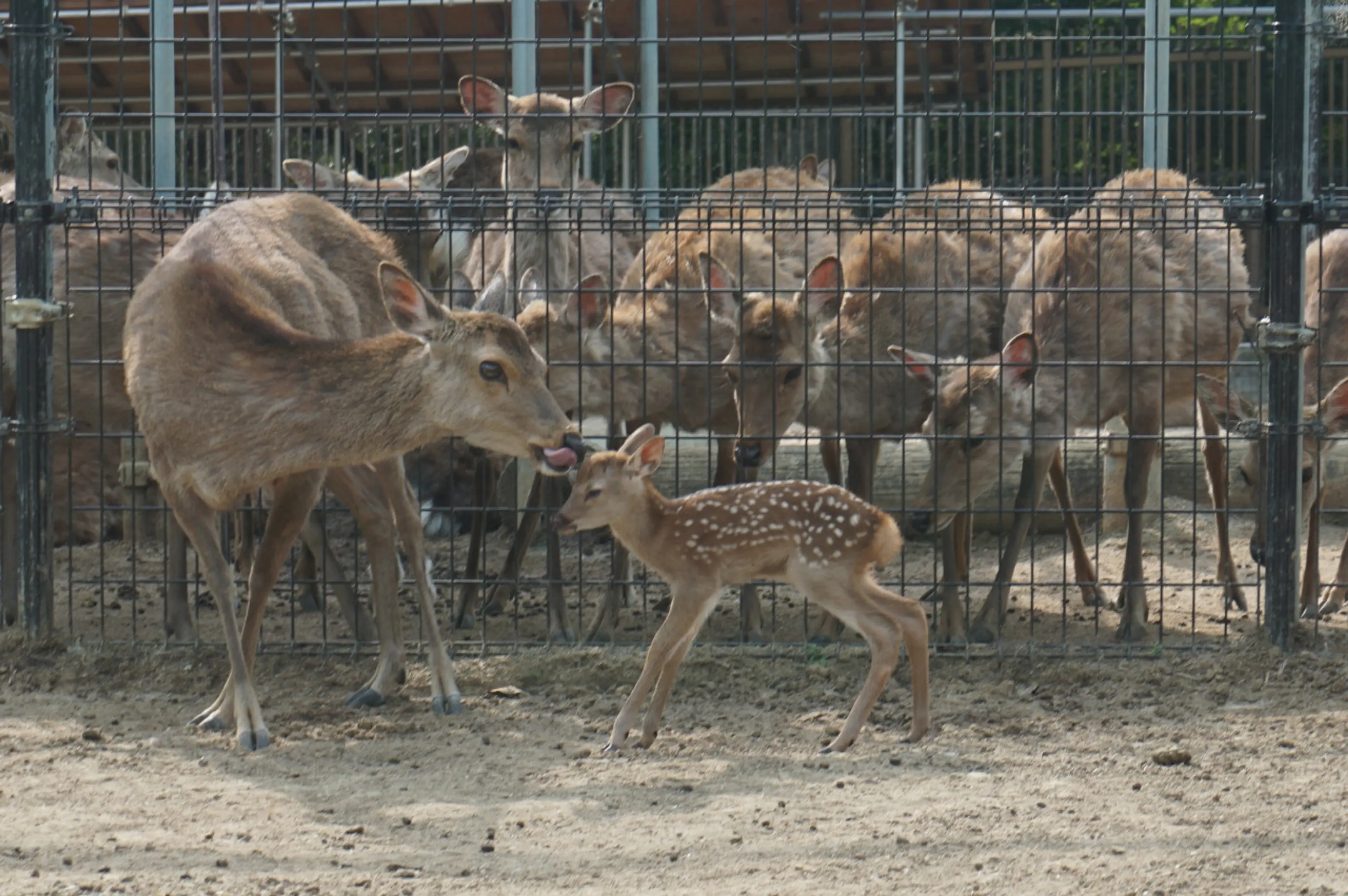 Photo courtesy of the Nara Deer Protection Association