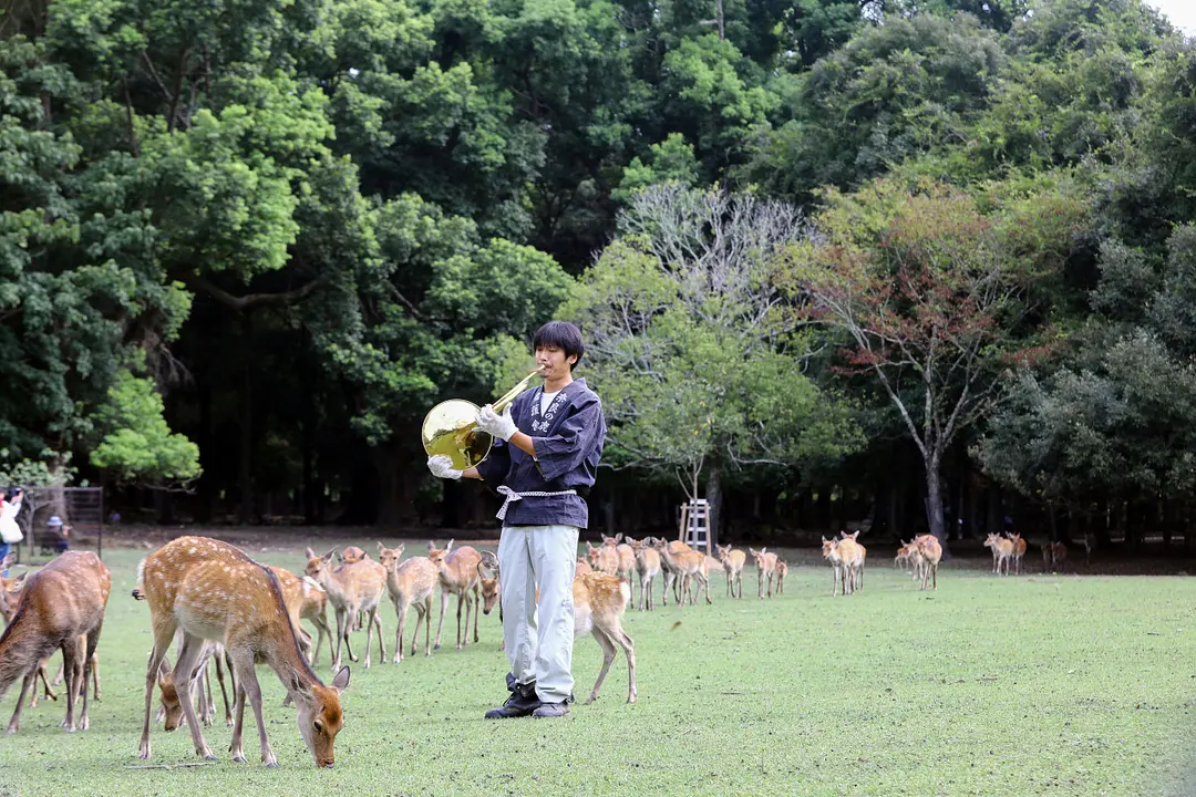 Summer Deer Gathering &#039;Shikayose&#039;／Tobihino