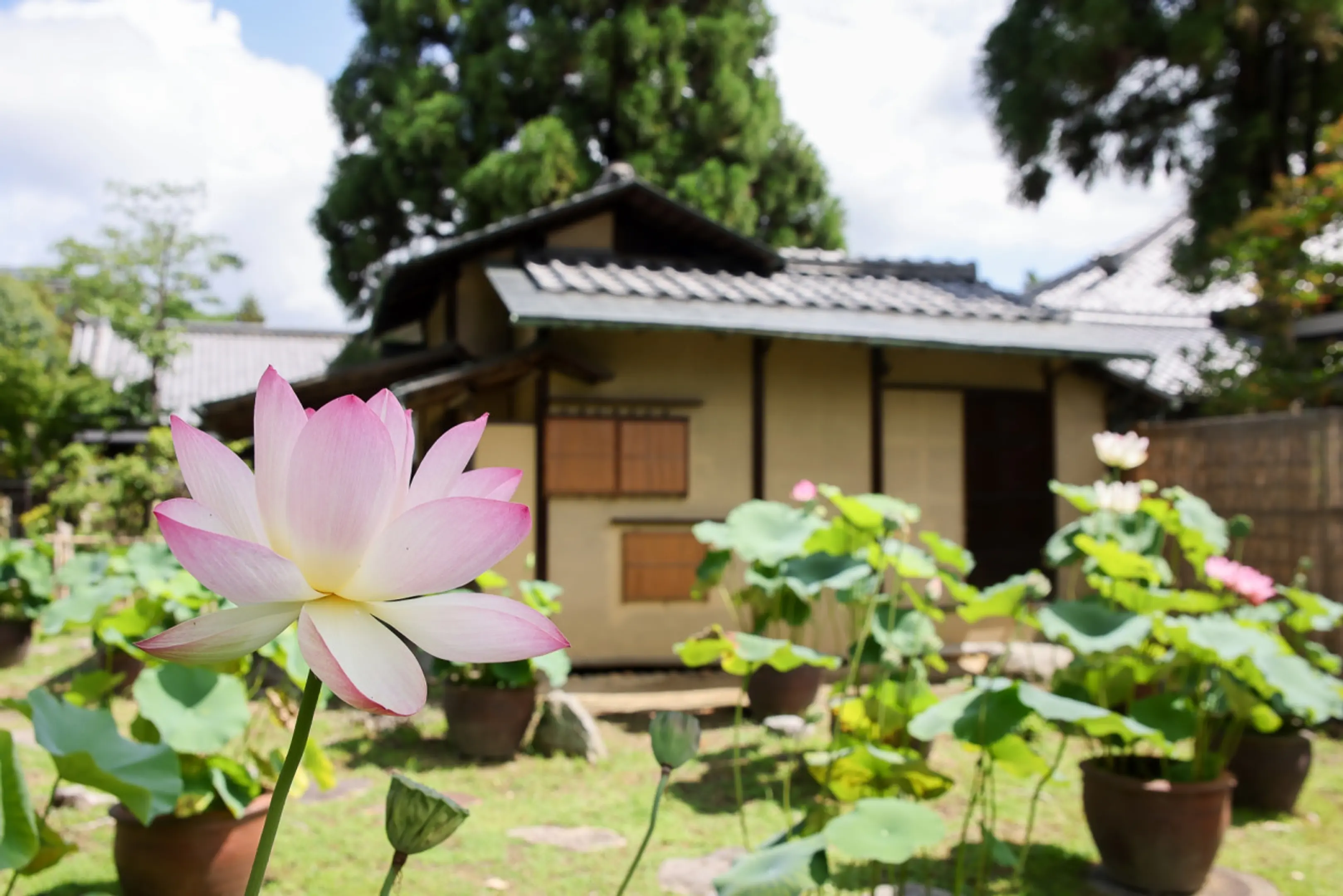 西大寺の蓮