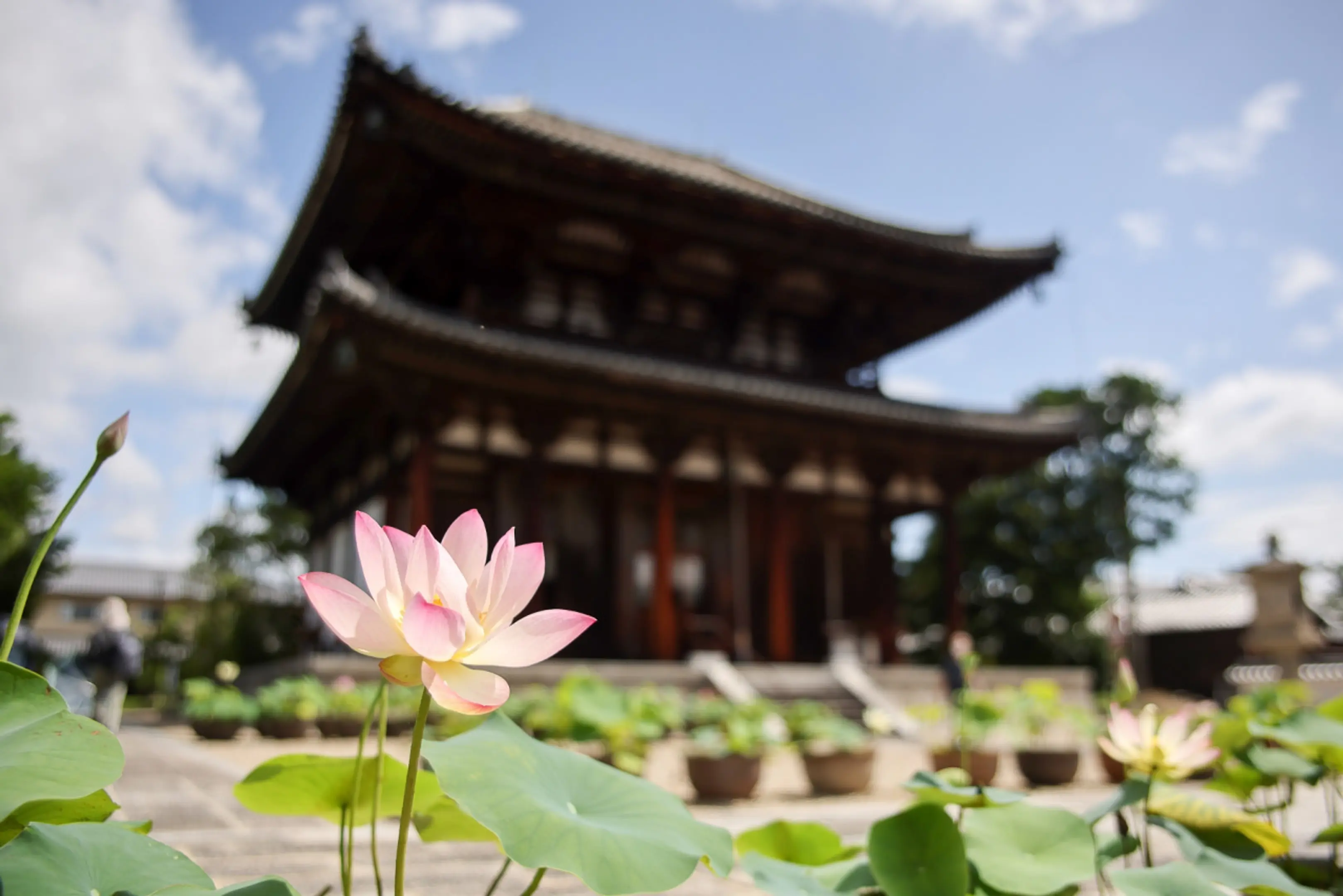 喜光寺の蓮