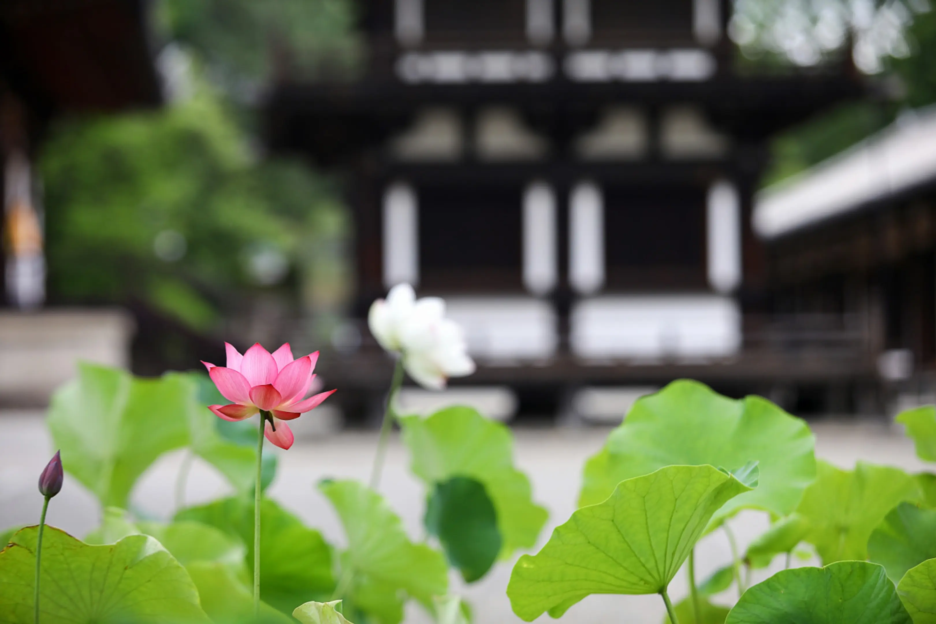唐招提寺の蓮