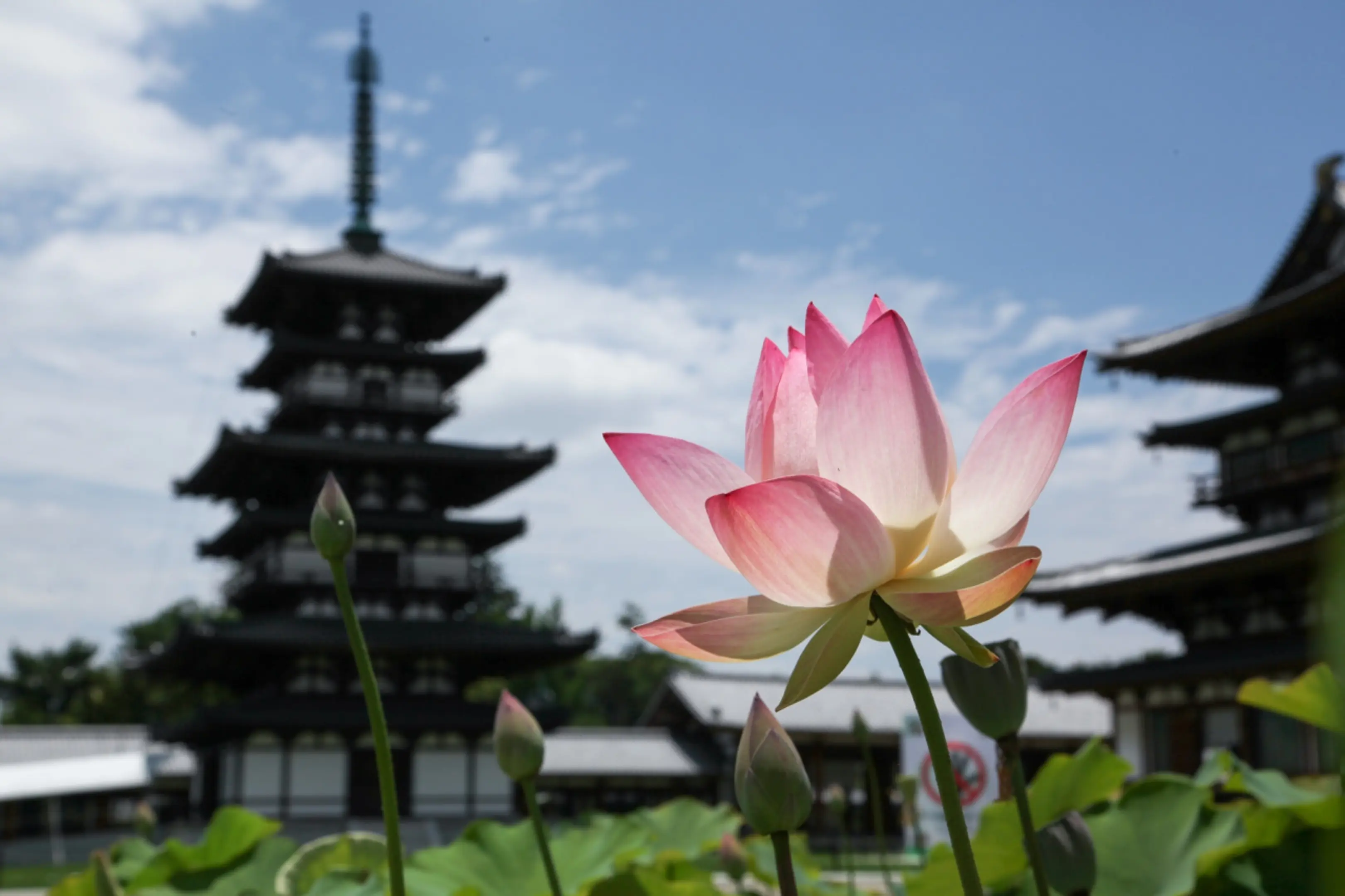 薬師寺の蓮