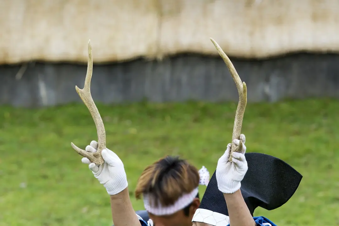 古式「鹿の角きり」／春日大社境内 鹿苑角きり場