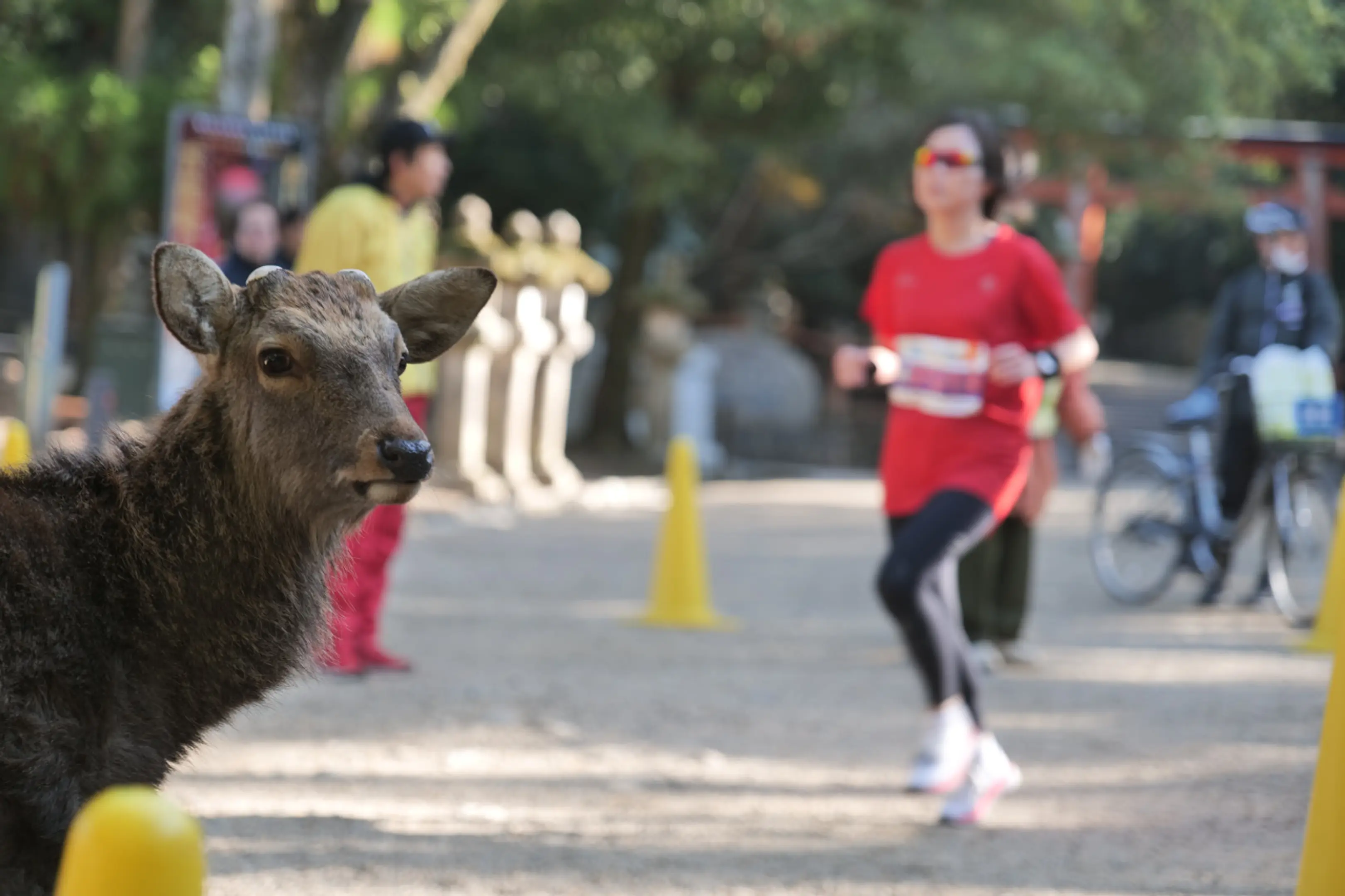 画像提供：ならマラソン実行委員会