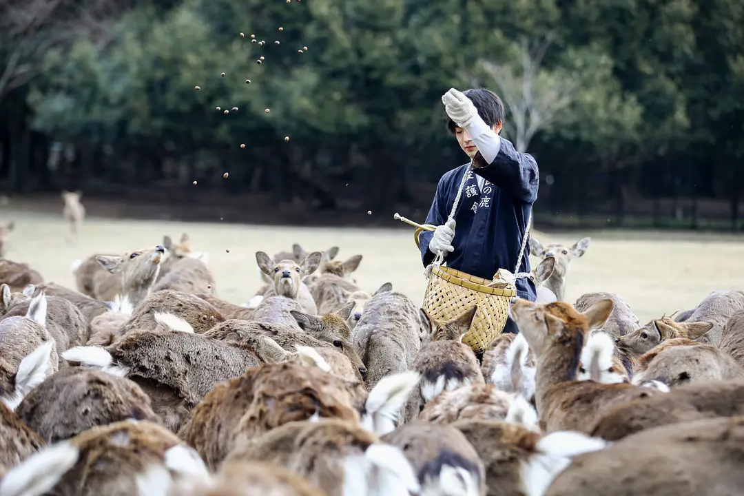 Spring Deer Gathering 'Shikayose'／Tobihino