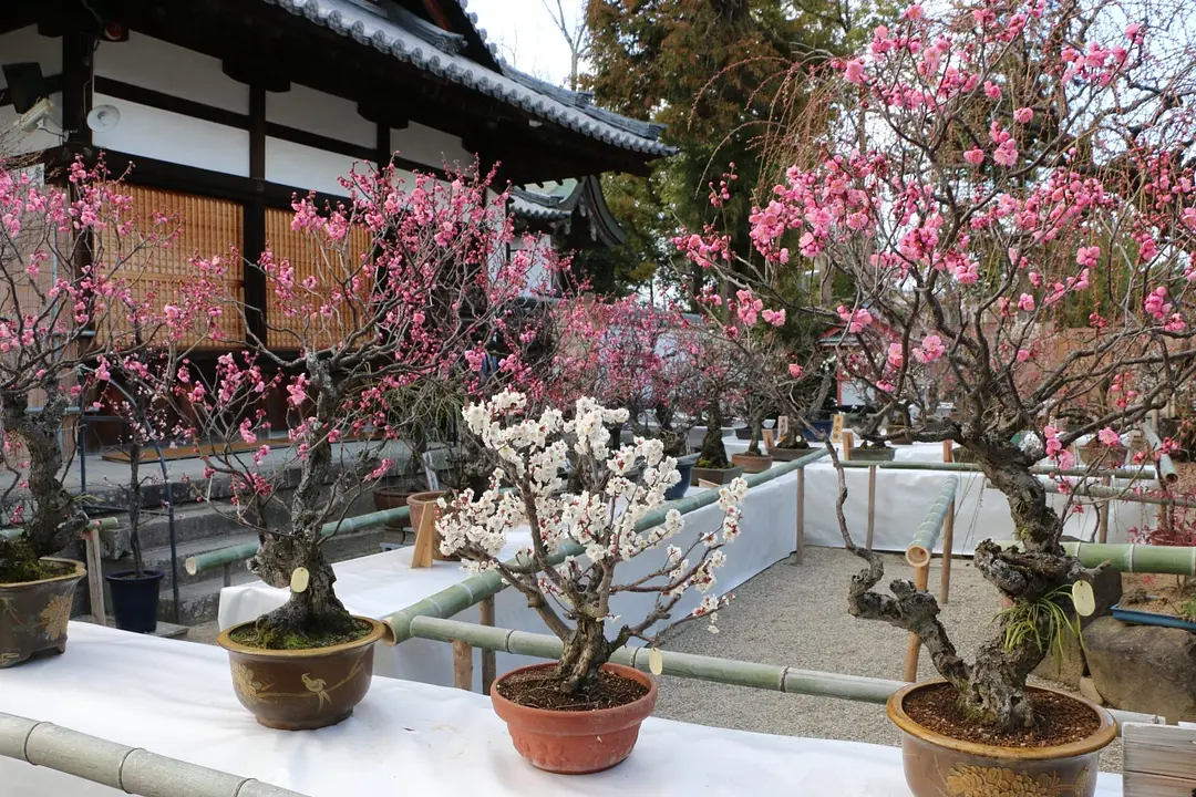 盆梅展／菅原天満宮