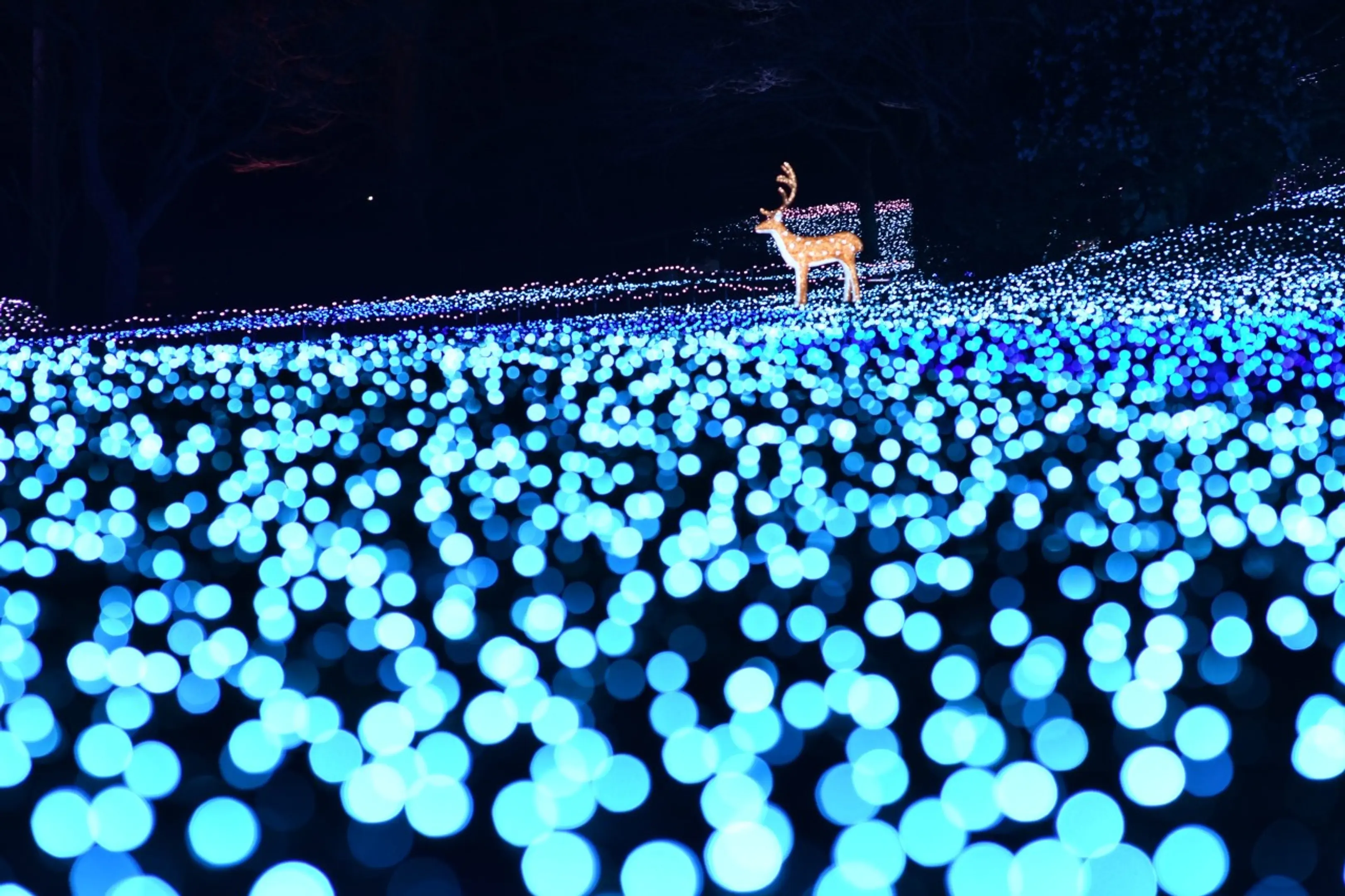 写真提供：なら瑠璃絵実行委員会