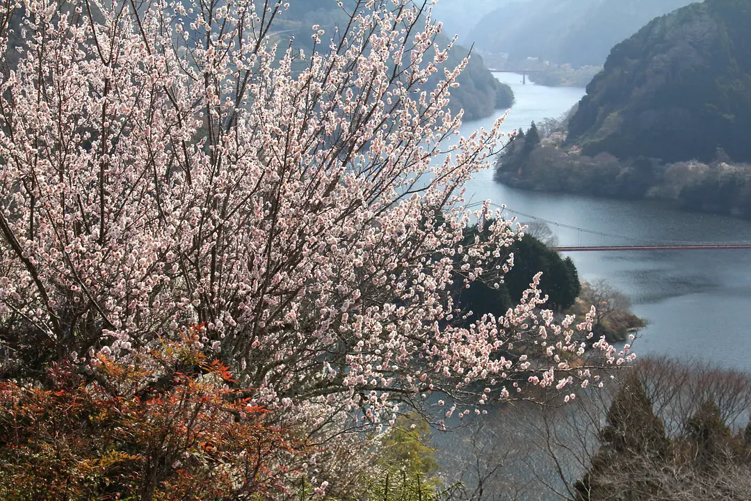 Tsukigase Baikei Plum Blossom Festival /Tsukigase
