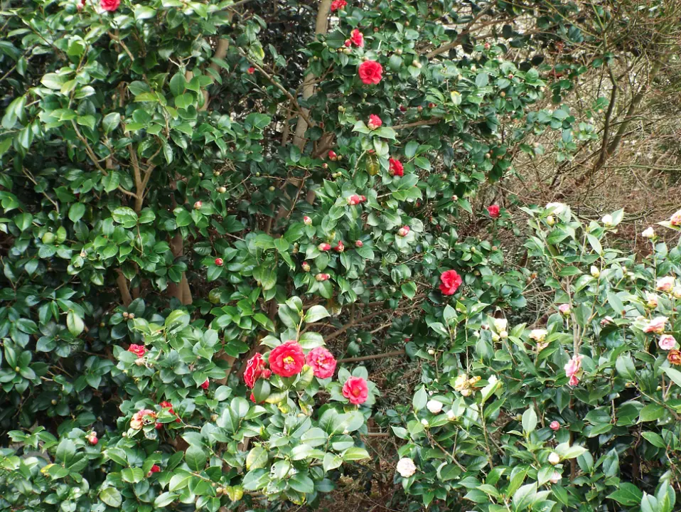 椿まつり／奈良県護国神社