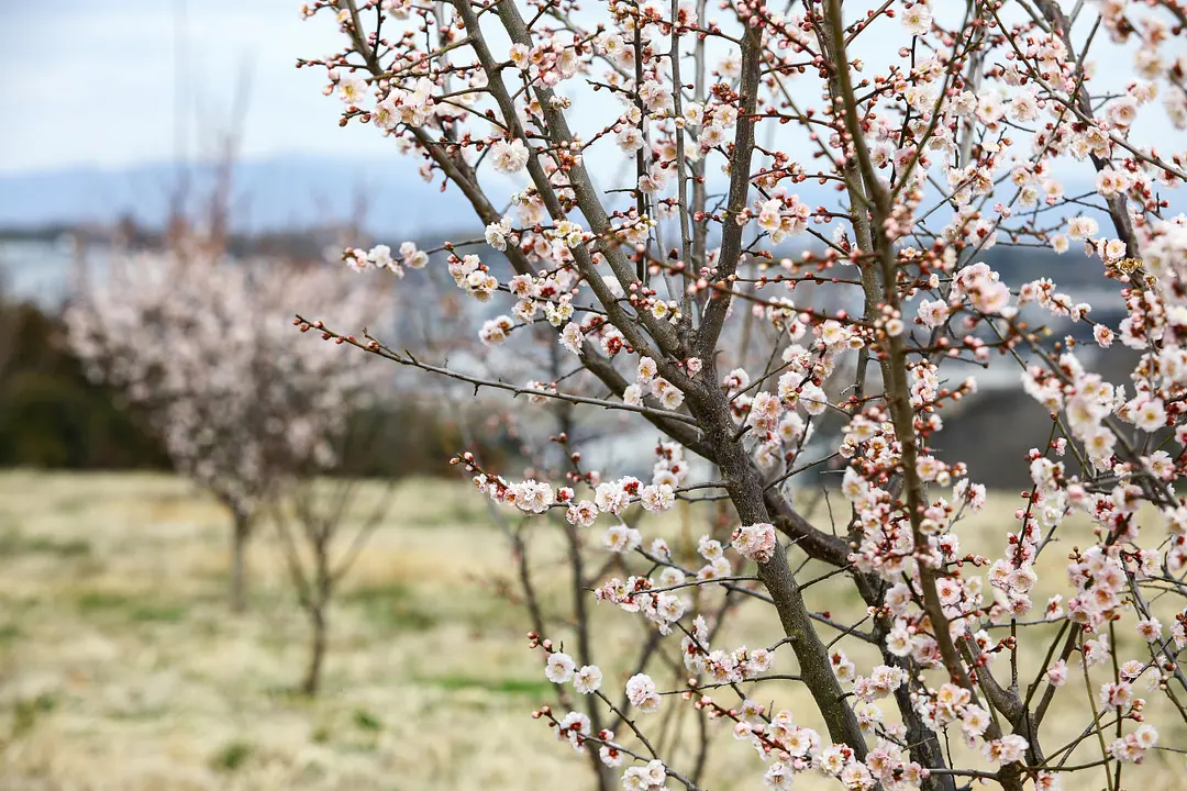 Plum Blossom Viewing Festival/Oiwake Plum Grove