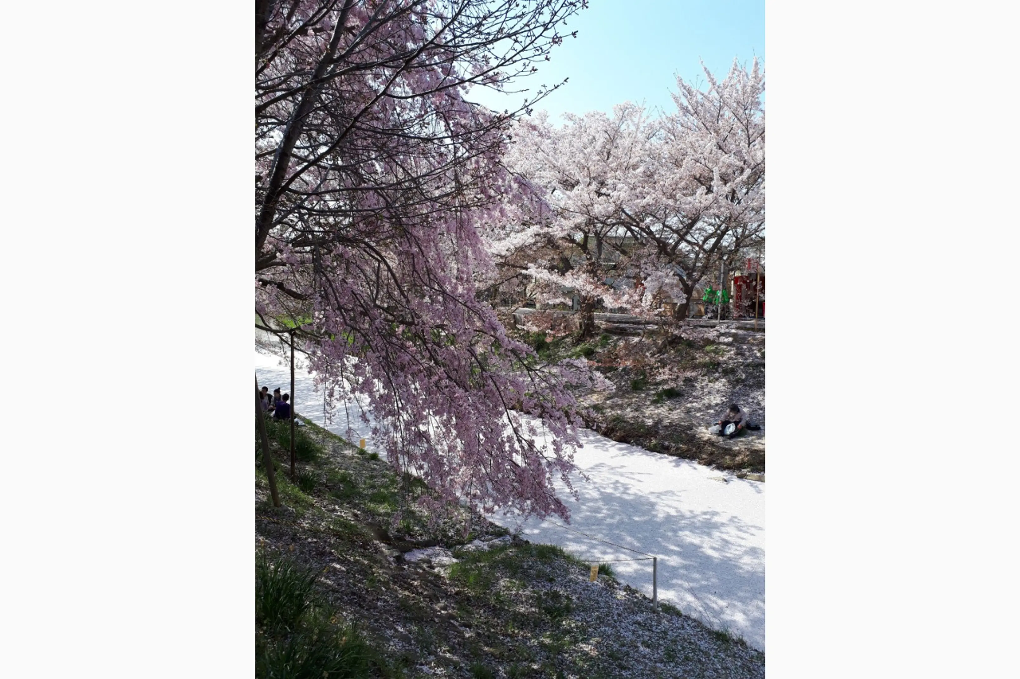 写真提供：佐保川・川路桜祭実行委員会